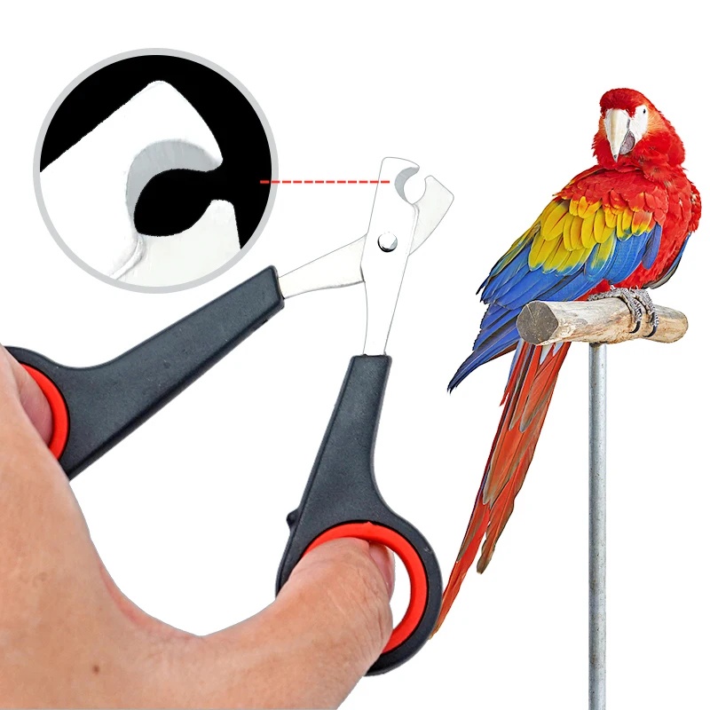 Grooming Scissors - Forbici per Unghie di Pappagalli e