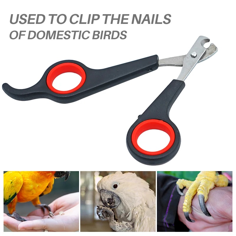 Forbici per Unghie di Pappagal - Grooming Scissors recensione e prezzo